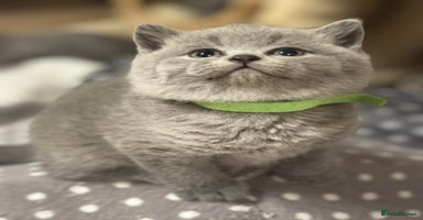 British Shorthair cats 🐾 Beautiful 7 British Shorthair Kittens 🐾  - Advert 10