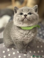 British Shorthair cats 🐾 Beautiful 7 British Shorthair Kittens 🐾 - Advert 7
