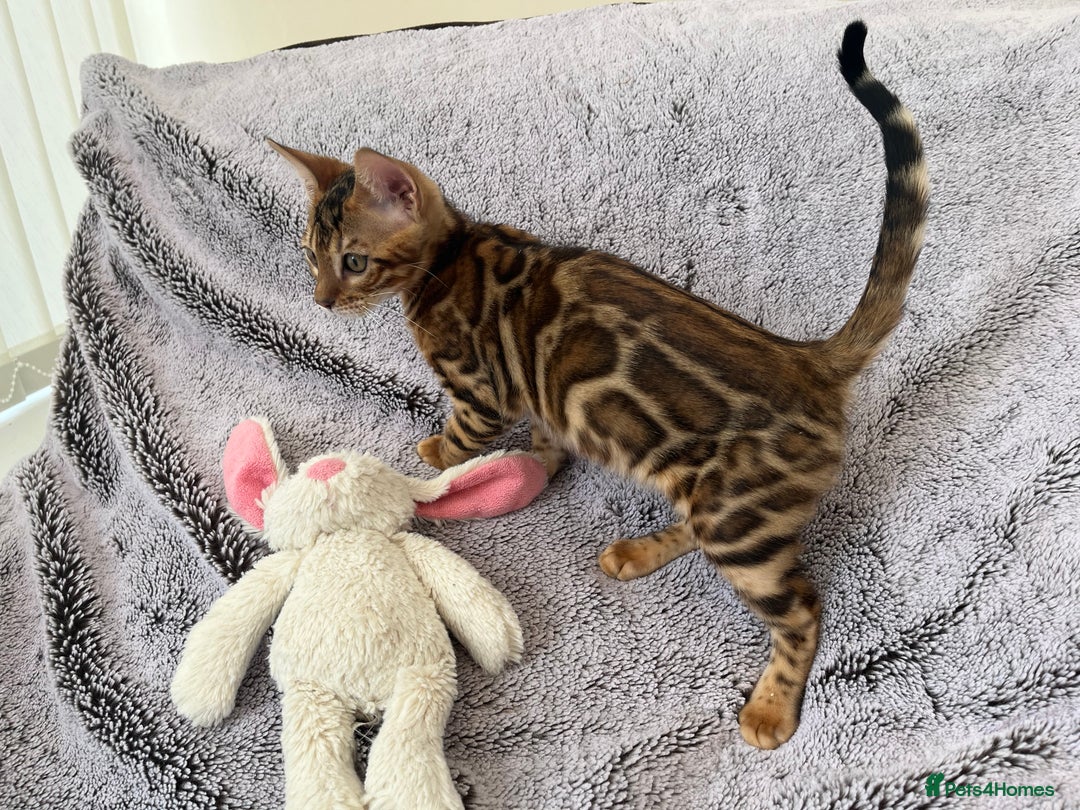 Bengal cats for sale: OUTSTANDING TICA reg BENGALKITTENS - Image 10