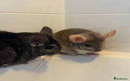 Chinchilla rodents for sale: 2 bonded male chinchillas - Image 1