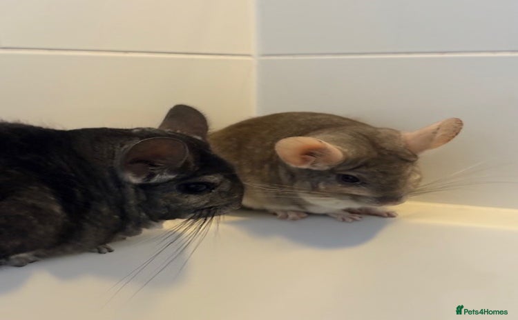 Chinchilla rodents - Advert 1