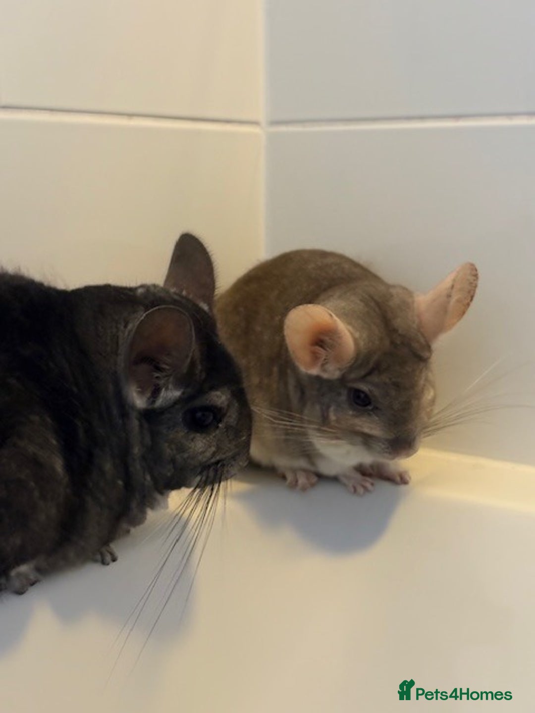 Chinchilla rodents for sale: 2 bonded male chinchillas - Image 1