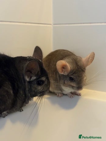 Chinchilla rodents - Advert 8
