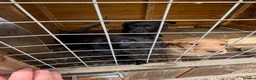 Labrador Retriever dogs for sale: 3 kc registered puppies (3 dogs left) - Advert 9