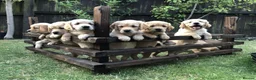 Golden Retriever dogs for sale: KC Reg Dark Red Golden Retriever-100% DNA Tested - Advert 25