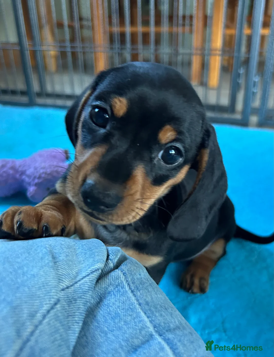 Miniature Dachshund dogs for sale: Miniature Smooth Haired Dachshunds  - Advert 8
