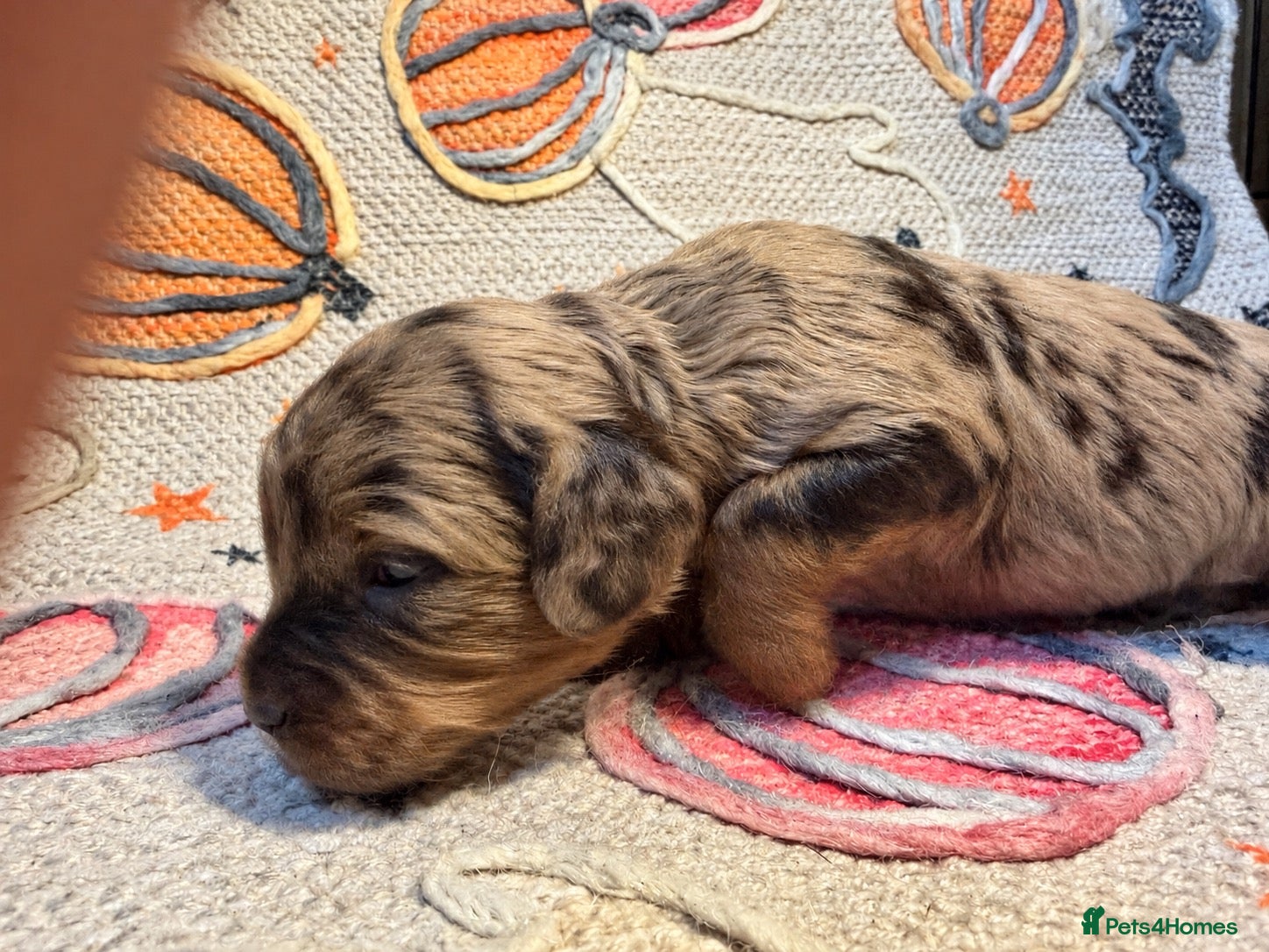 Cavapoo dogs for sale: Beautiful 🧬 health tested Cavapoos  - Advert 2