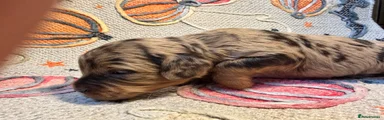 🧡 Orange Collar – Chocolate Merle Boy