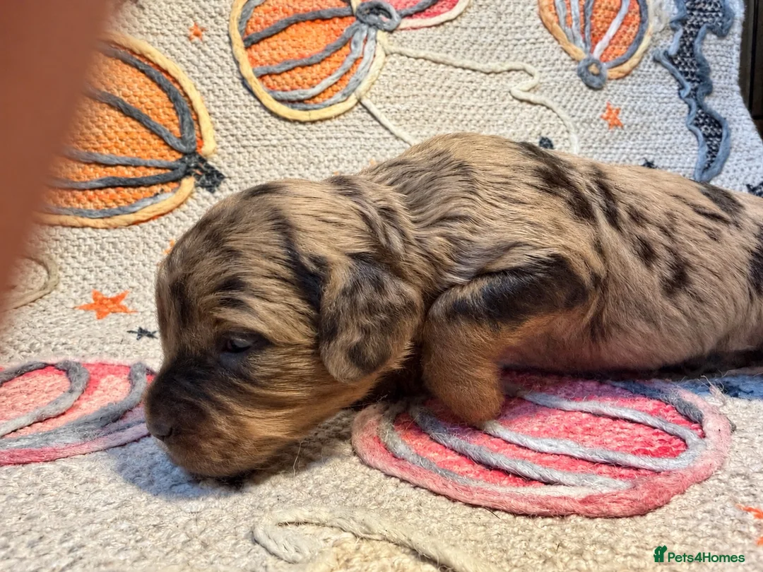 Cavapoo dogs for sale: Beautiful 🧬 health tested Cavapoos  - Advert 2