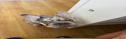 French Bulldog dogs for sale: For sale in Southampton - Advert 12