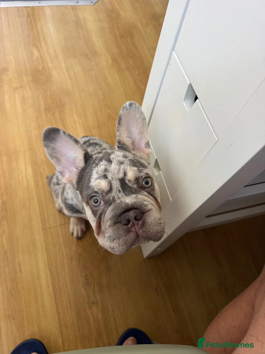 French Bulldog dogs for sale: For sale in Southampton - Advert 12