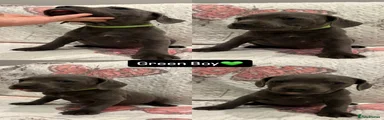 Green boy