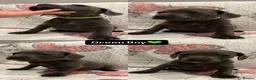 Staffordshire Bull Terrier dogs for sale: 6 Blue Staffordshire Bull Terrier Puppies  - Advert 7