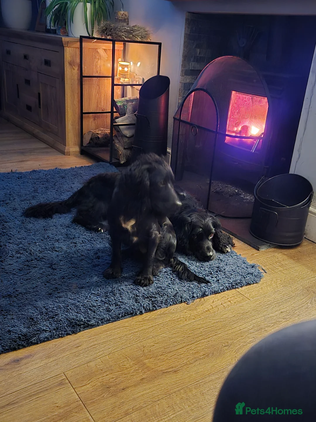 Cocker Spaniel dogs for sale: Cocker spaniel pups - Advert 1