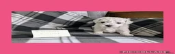 Bichon Frise dogs for sale: Pedigree Bichon Frise Puppies in Bedford - Advert 7