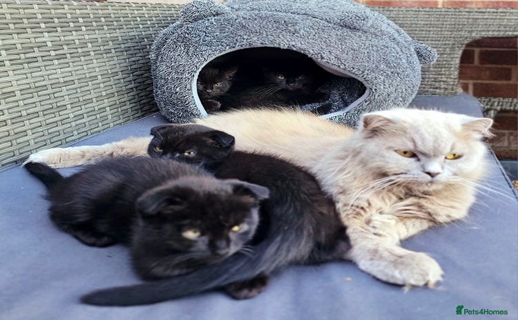 Mixed Breed cats - Advert 2