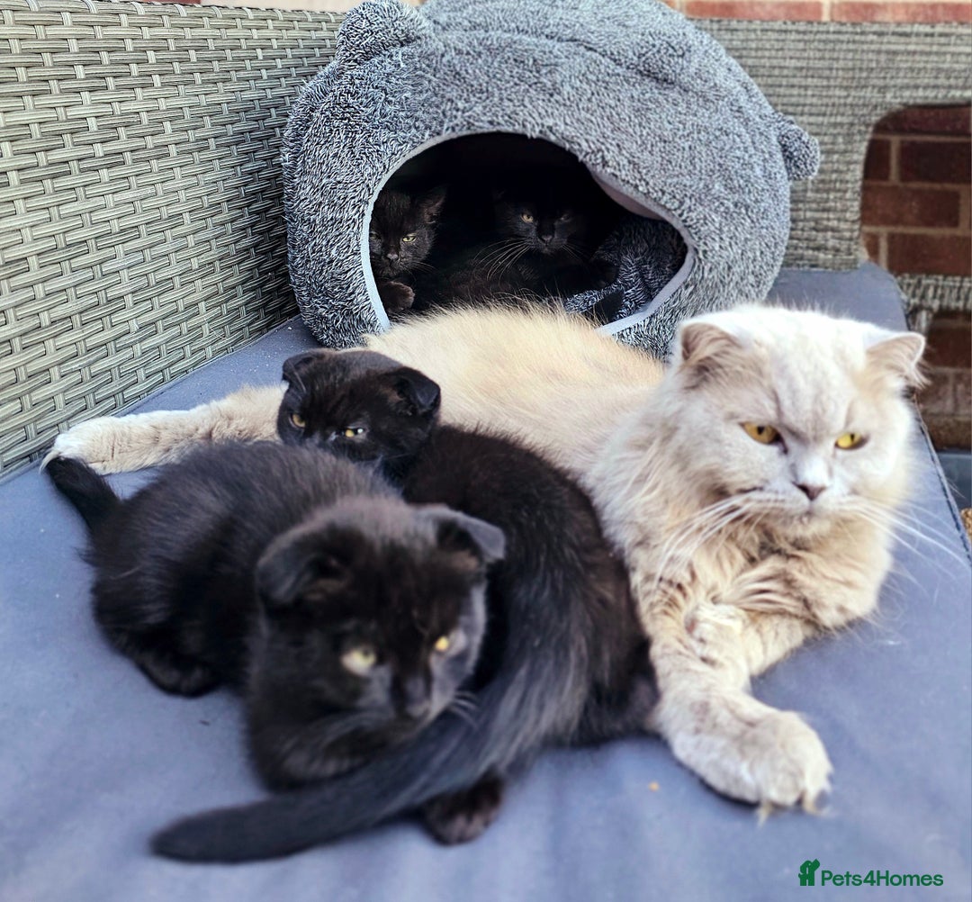 Mixed Breed cats for sale: Scottish Fold Kittens!Rare 🍫chocolate colour🐱 - Image 5