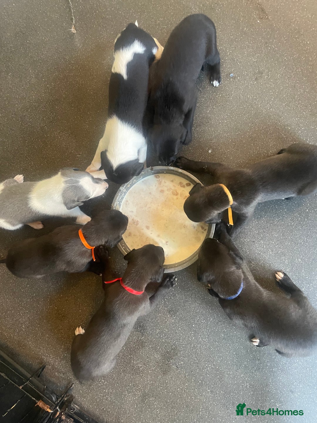 Whippet dogs for sale: Beautiful whippet puppies  - Advert 13