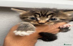 Siberian cats for sale: Gorgeous Male Kitten Ready to go. - Image 1