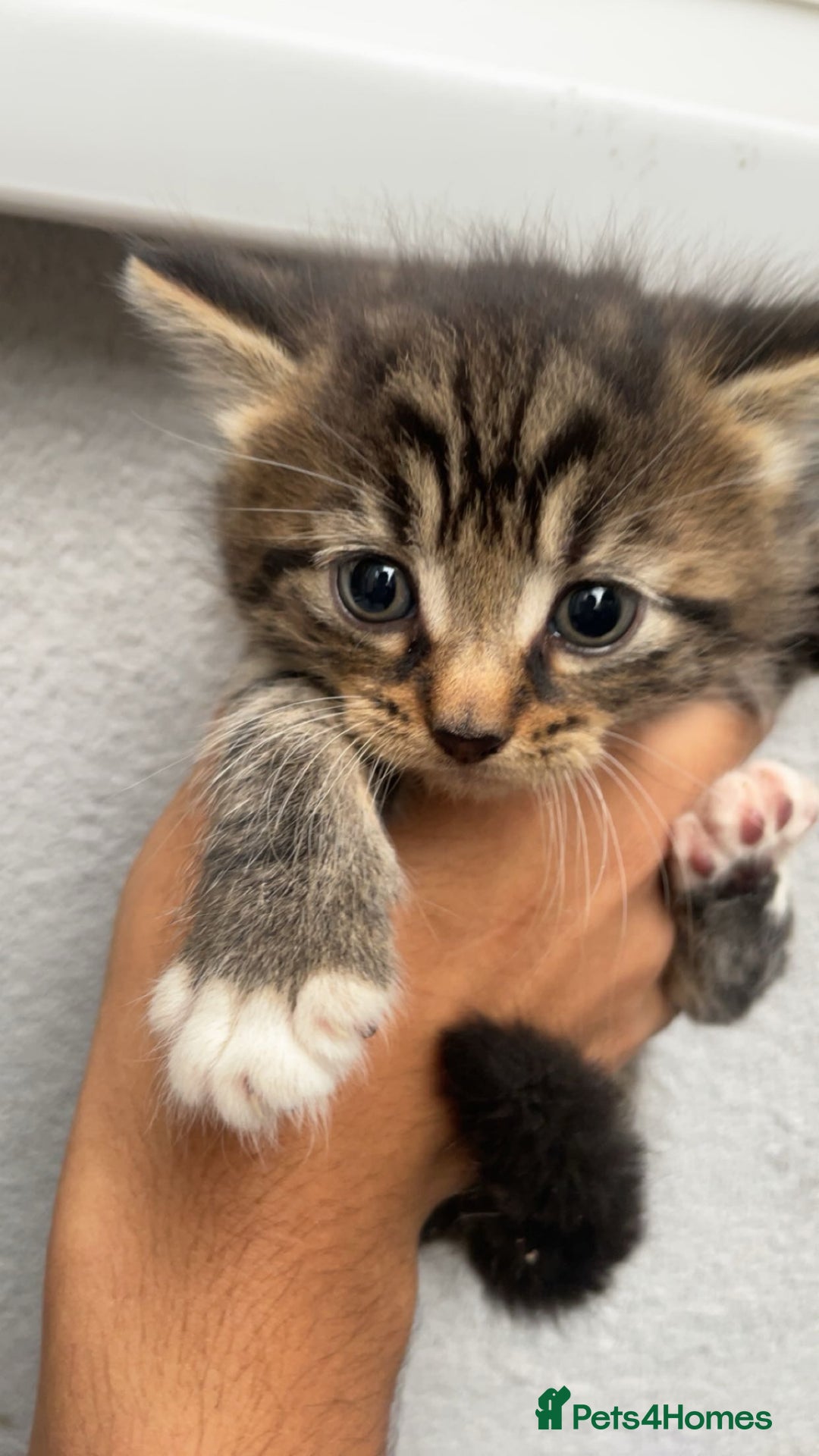 Siberian cats for sale: Gorgeous Male Kitten Ready to go. - Image 1