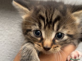 Siberian cats for sale - Advert 1