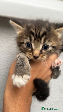 Siberian cats - Advert 1