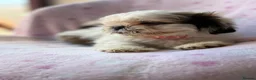 Shih Tzu dogs for sale: 🐶 Beautiful Shih Tzu Puppies for Sale 🐶 - Advert 14