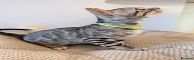 💛 Meet BOSUKE – A Beautiful Silver Bengal Girl 💛