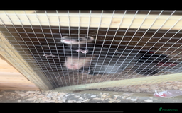Ferret rodents for sale: solid black cross polecat kits  - Image 22