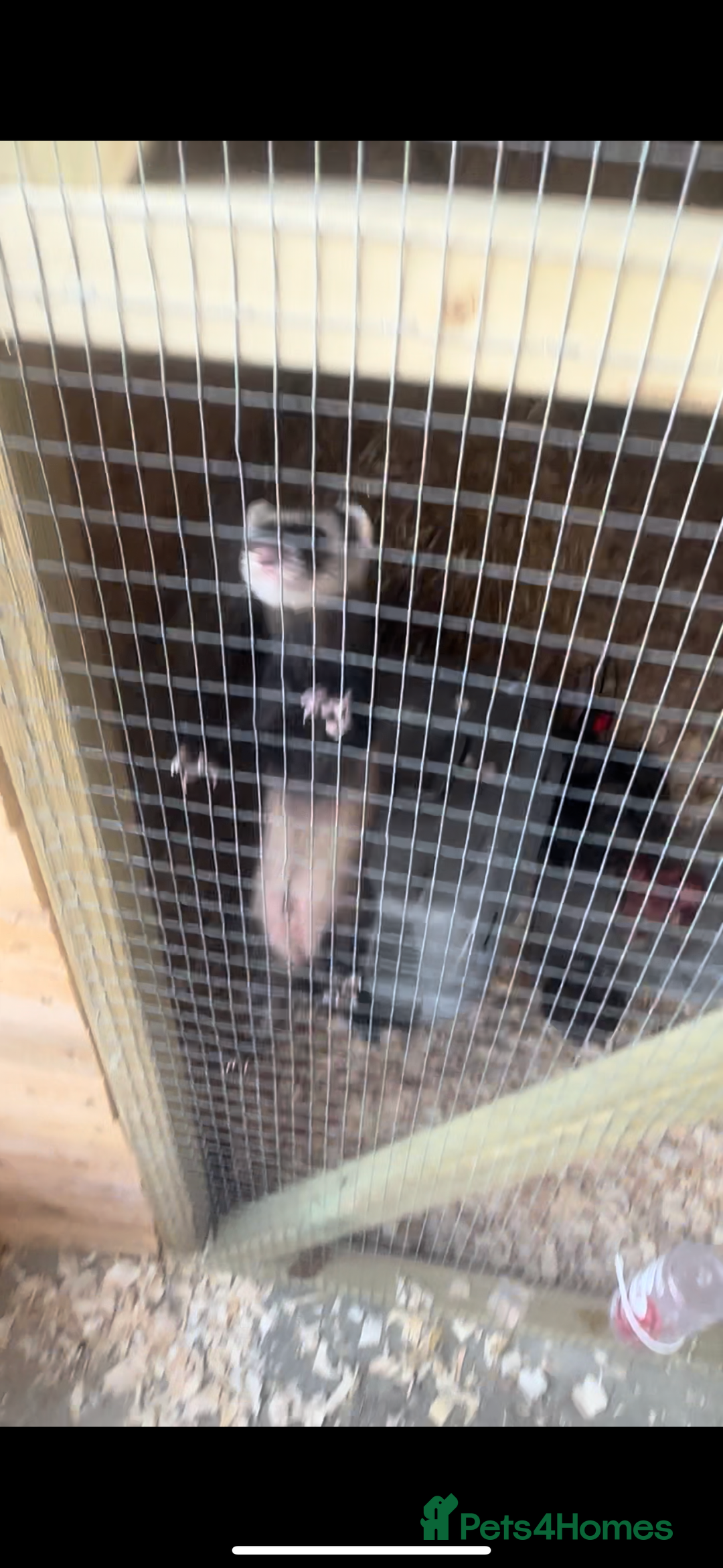 Ferret rodents for sale: solid black cross polecat kits  - Image 22