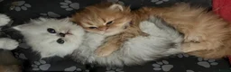 Persian cats for sale: Gccf registered Persians  - Advert 5