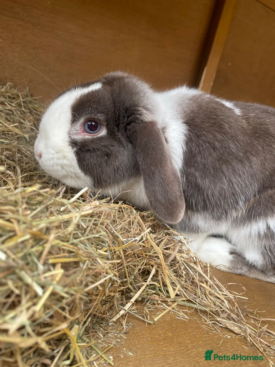 Dwarf Lop rabbits for sale: Gorgeous Dwarf Lop bunnies - 1 buck left - Advert 5