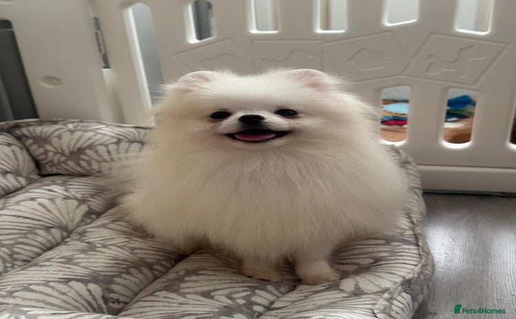 Pomeranian dogs - Advert 16