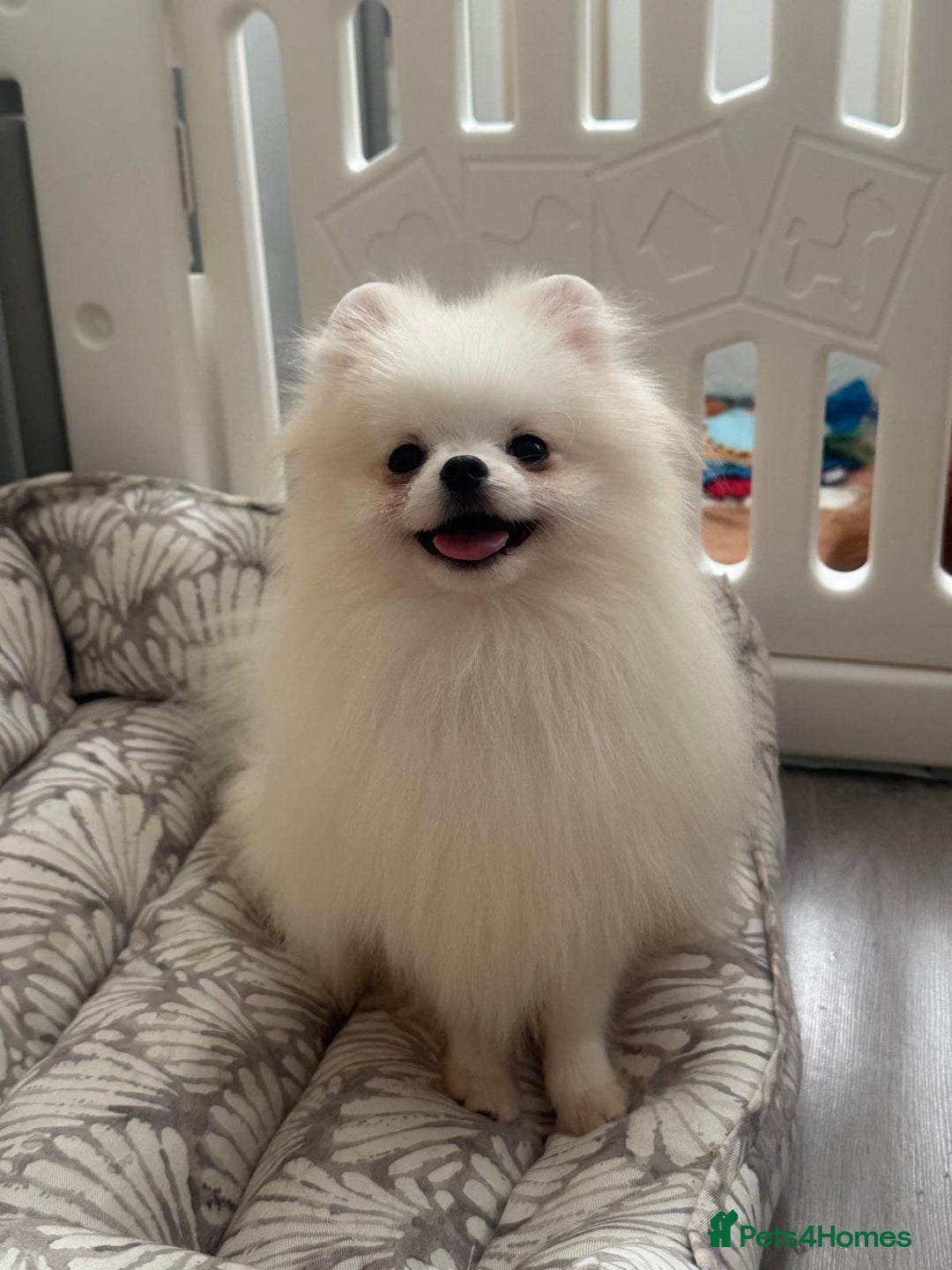 Pomeranian dogs for sale: White and Orange Pomeranian Boys - Advert 10