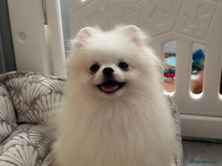 Pomeranian dogs White and Orange Pomeranian Boys - Advert 7