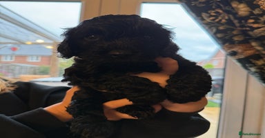 Cockapoo dogs - Advert 3