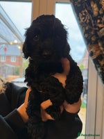 Cockapoo dogs - Advert 3