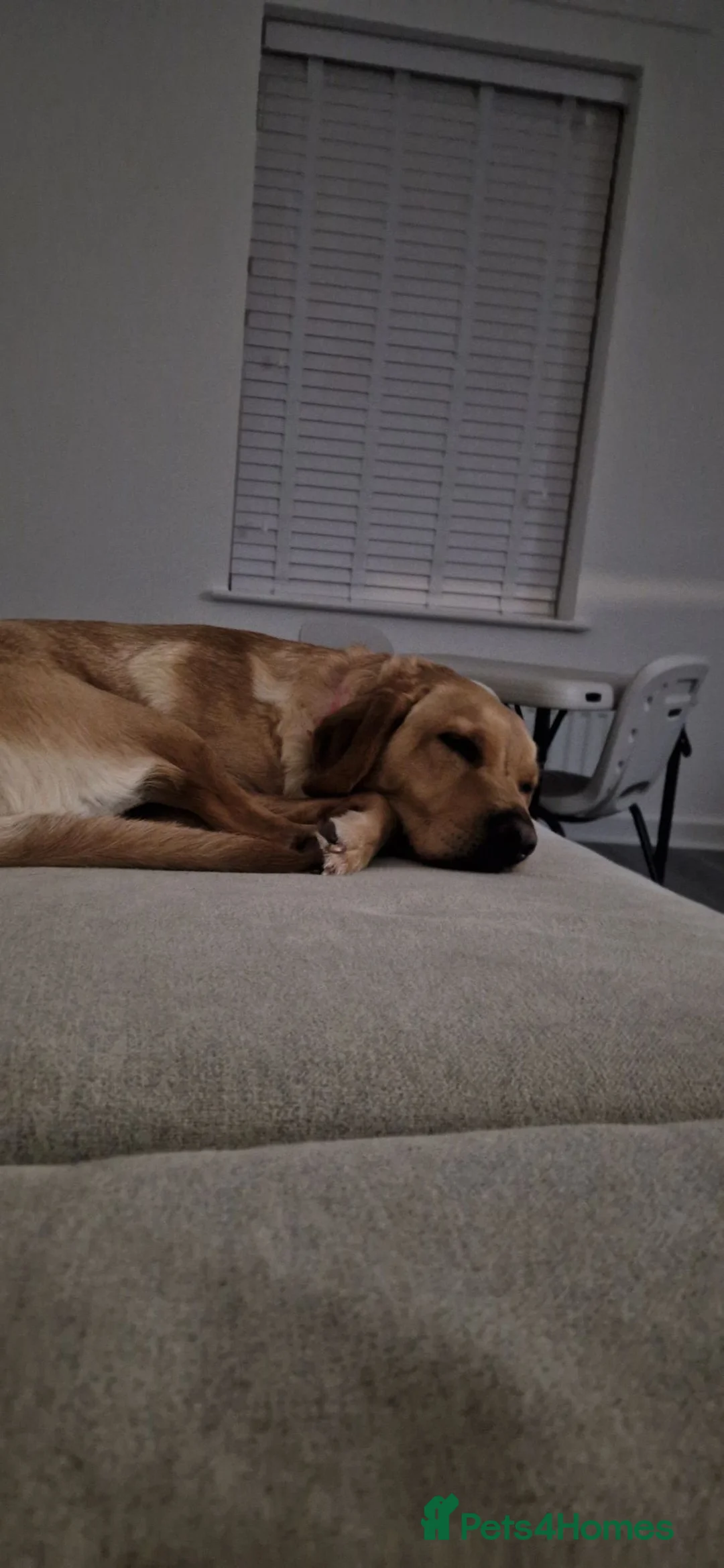 Labrador Retriever dogs for sale: 18 month old Female Labrador - Advert 4