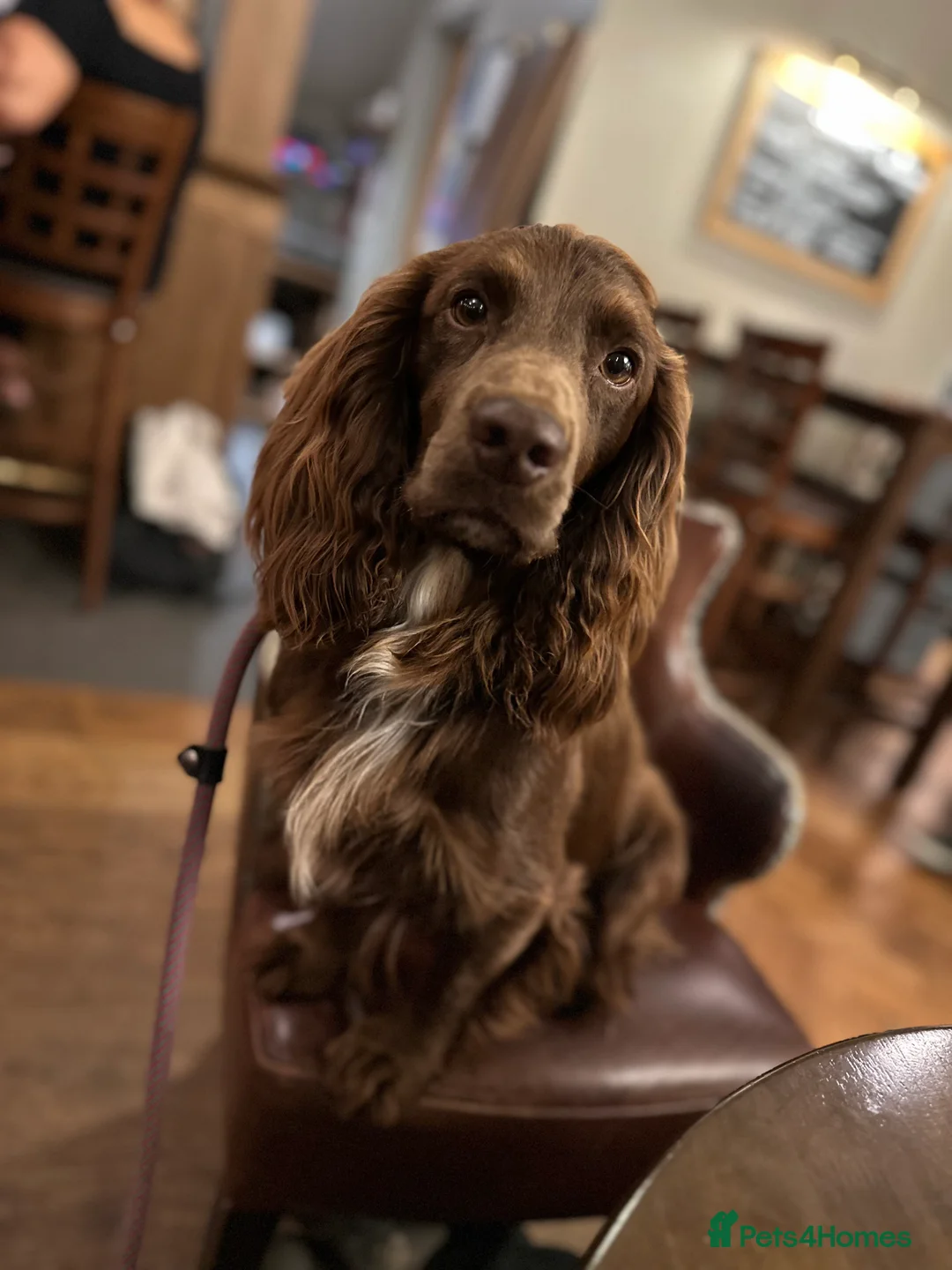 Cocker Spaniel dogs for sale: Working cocker spaniel puppies for sale in Ewhurst - Advert 5