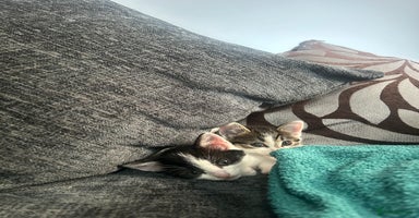 American Shorthair cats - Advert 1