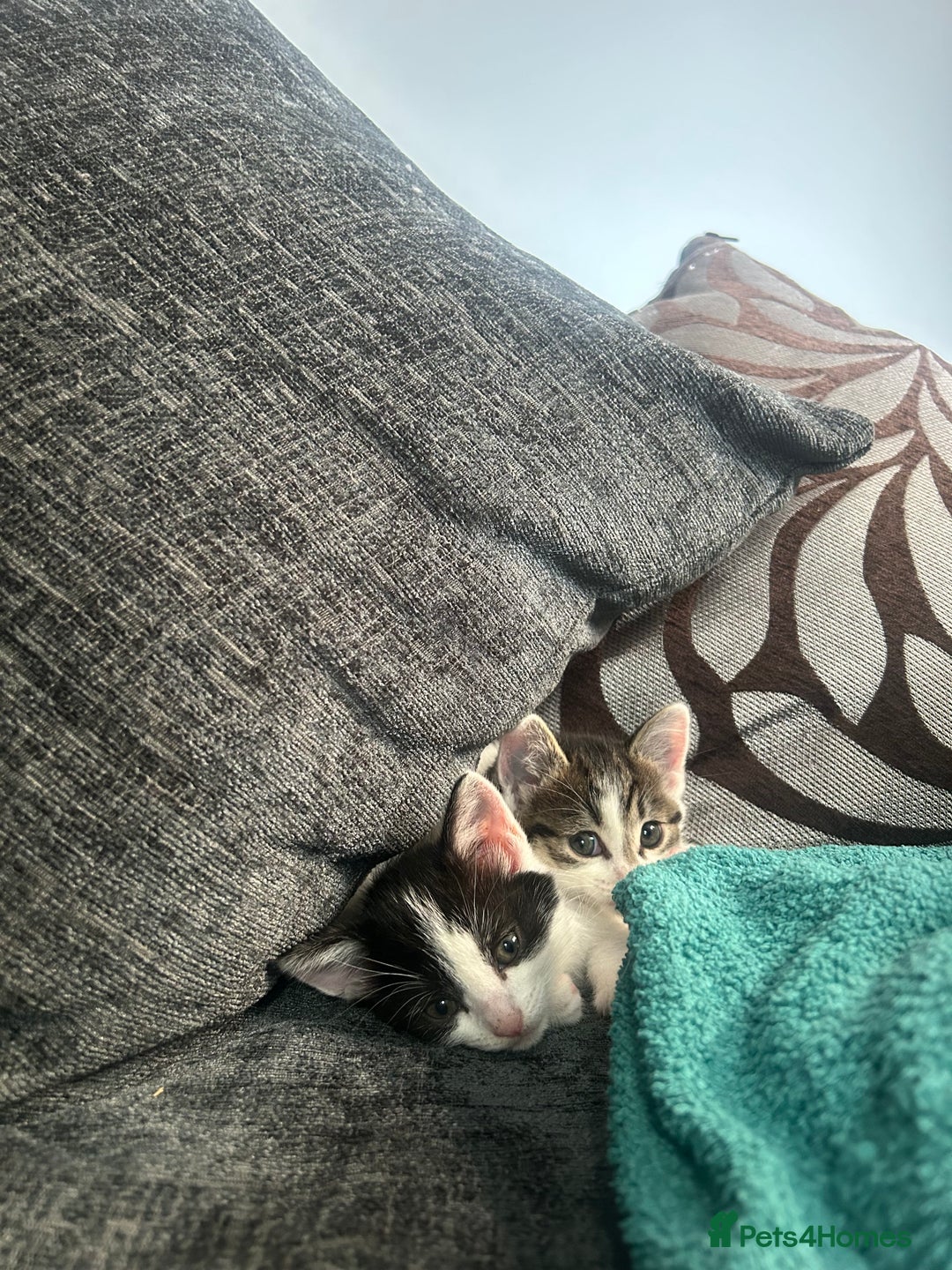 American Shorthair cats for sale: Kittens for sale  - Image 2