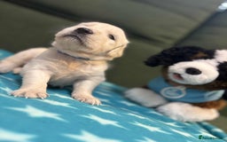 Golden Retriever dogs for sale: Championship line KC Golden Retriever puppies - Image 25