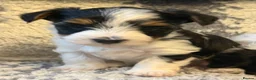 Biewer Terrier dogs for sale:  🐾🐶Beautiful Biewer Terrier Puppies🐾🐶 - Advert 19