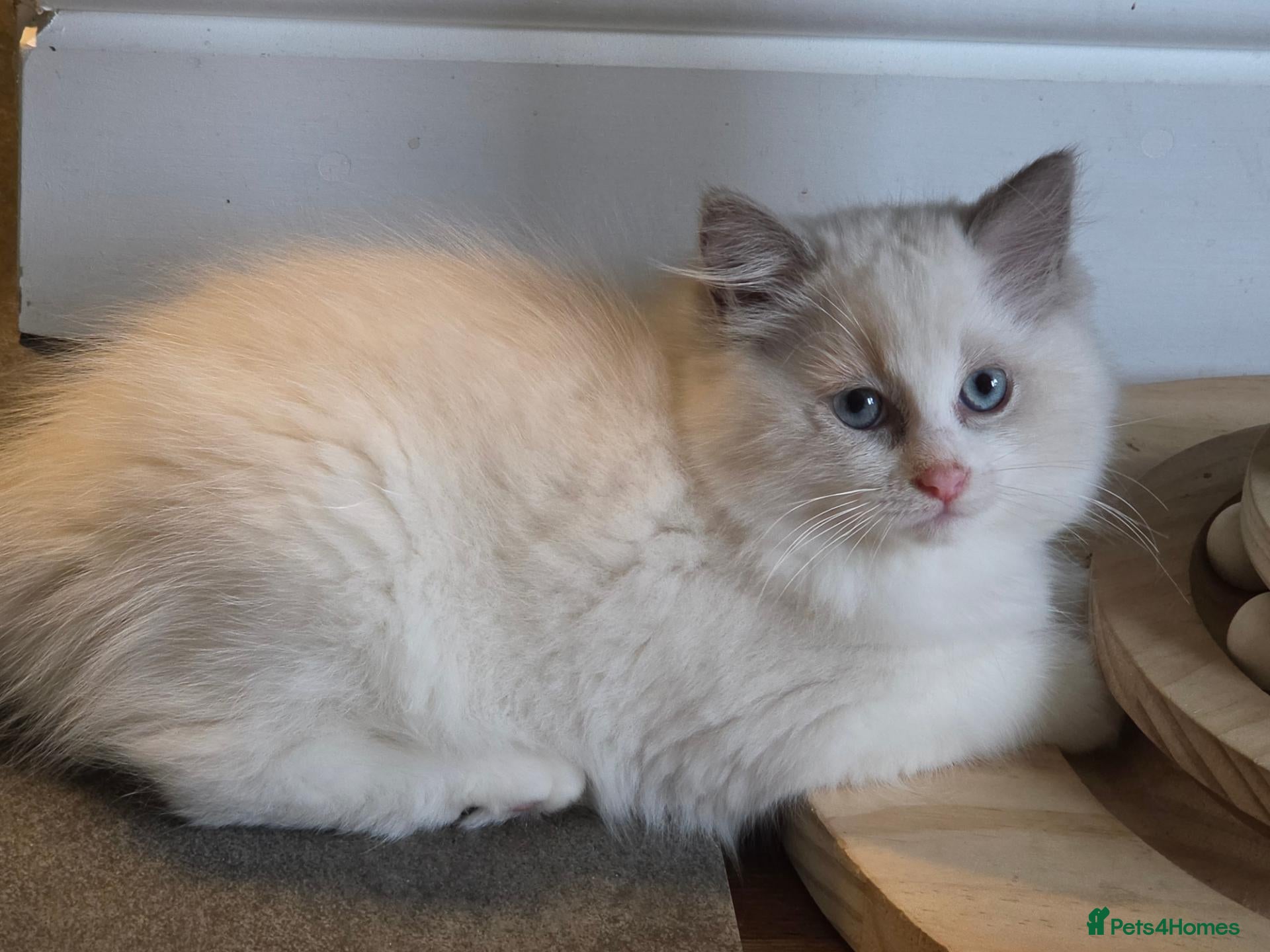 Ragdoll cats Last little girl - Advert 3