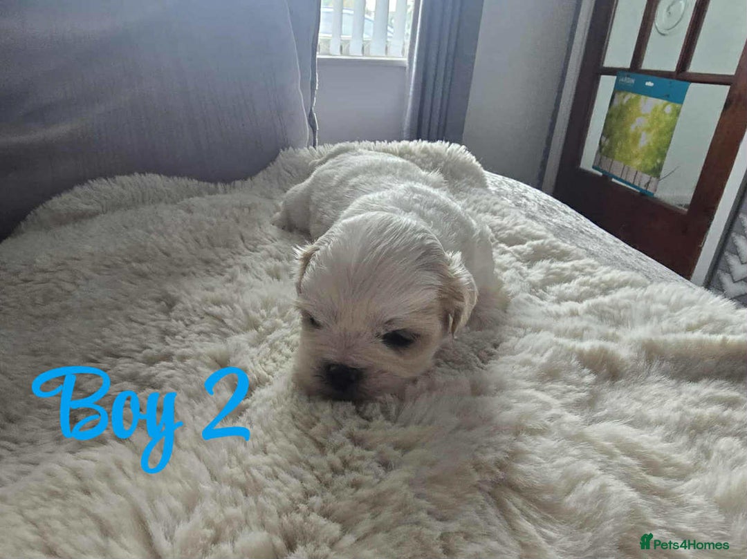 Lhasa Apso dogs for sale: Stunning Lhasa apso pups - Image 8