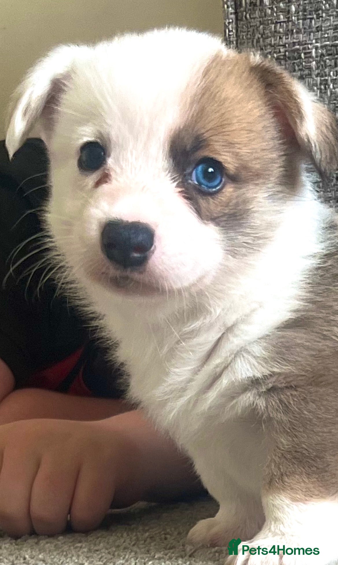 Mixed Breed dogs Adorable Corgi Pups - Advert 18