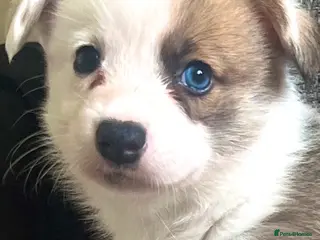 Mixed Breed dogs Adorable Corgi Pups - Advert 14