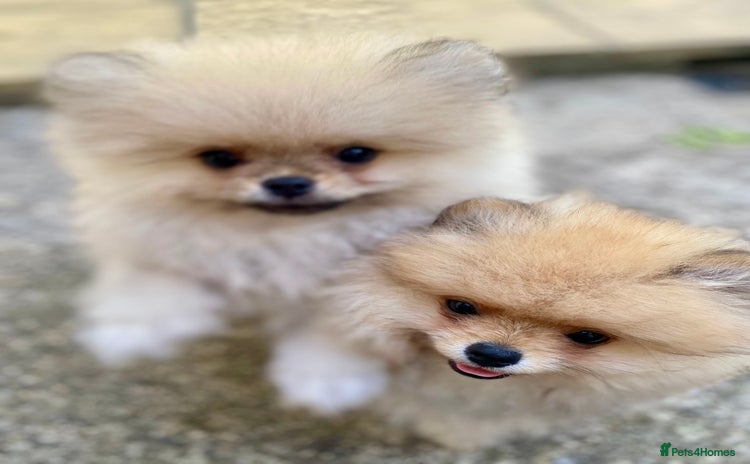 Pomeranian dogs - Advert 1