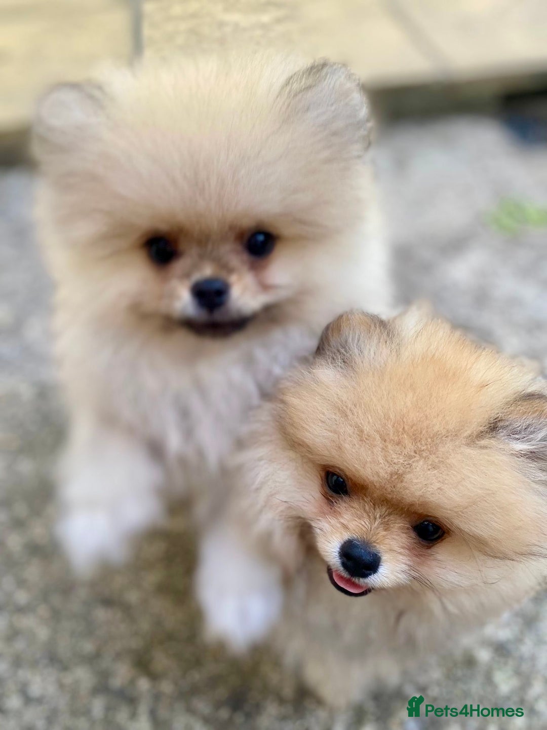 Pomeranian dogs for sale: *READY NOW!* 2 Beautiful Pomeranian Puppies - Image 1