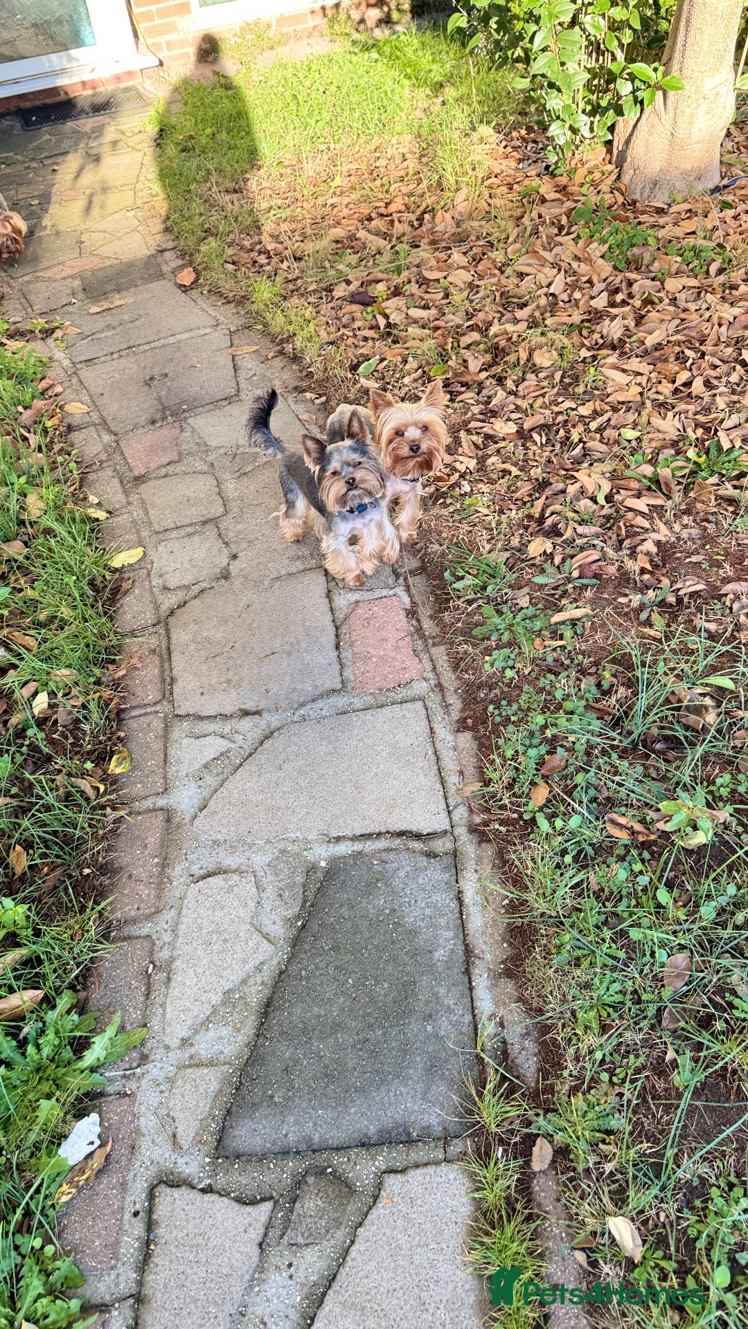 Yorkshire Terrier dogs for stud: Beautiful Yorkshire terrier  - Advert 7
